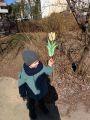 Wiosenne poszukiwanie tulipanów, 
