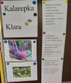 Kalarepa Klara, 