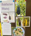 Bakłażan Błażej, 
