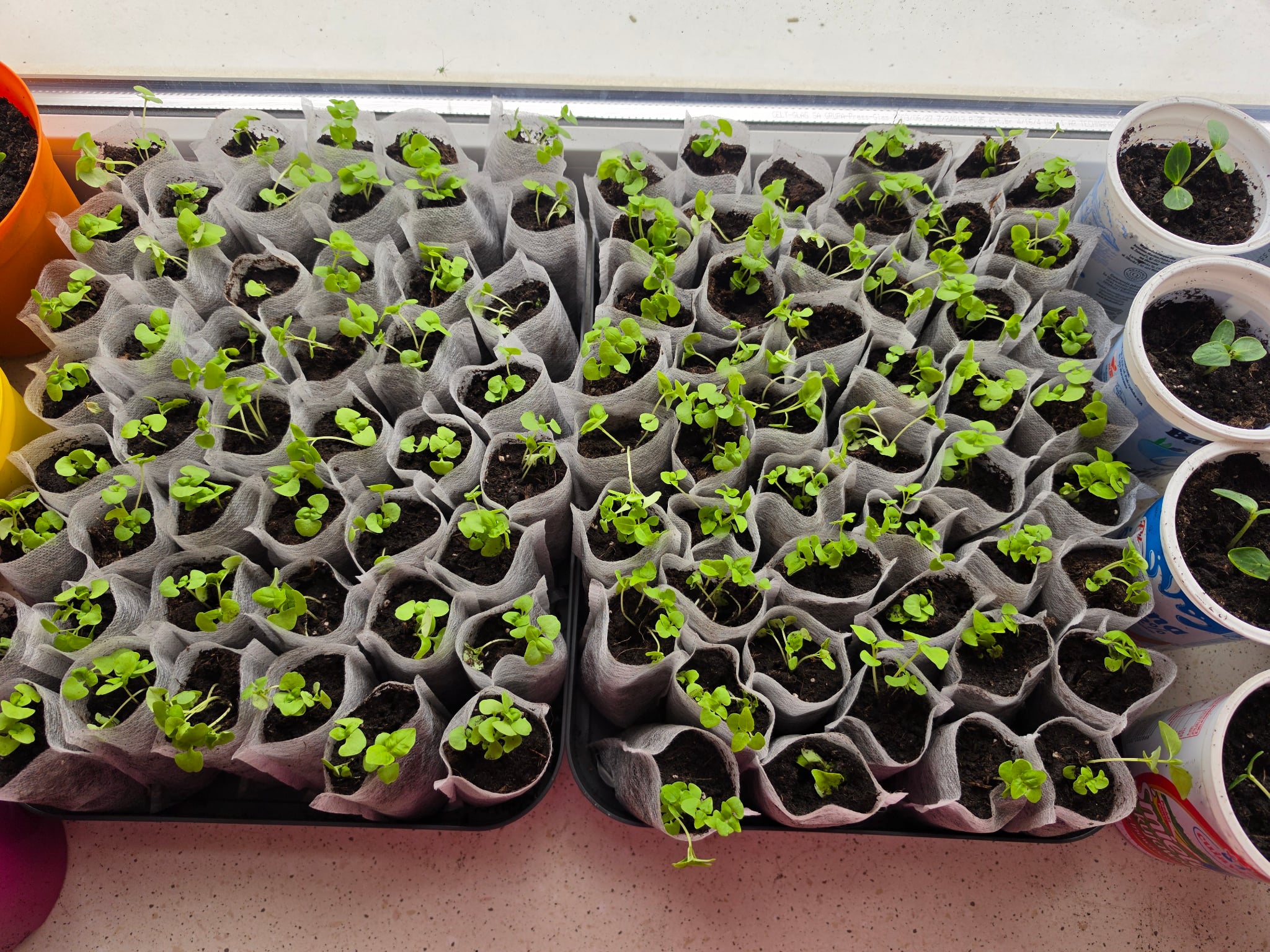 Więcej o: Rusza kiermasz ogrodniczy!